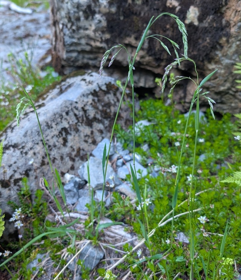 Mountain Hairgrass photo 7