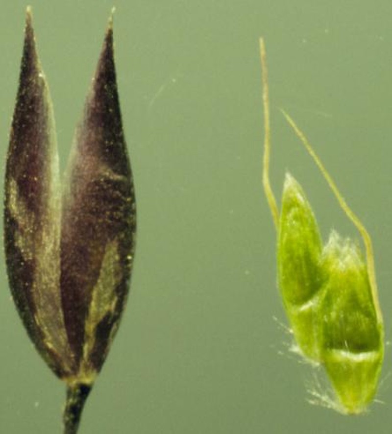 Mountain Hairgrass photo 2