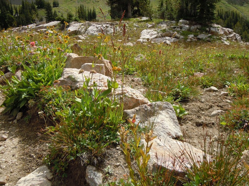 Mountain Hairgrass photo 3