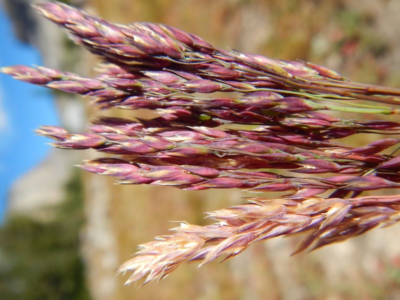 Mountain Hairgrass