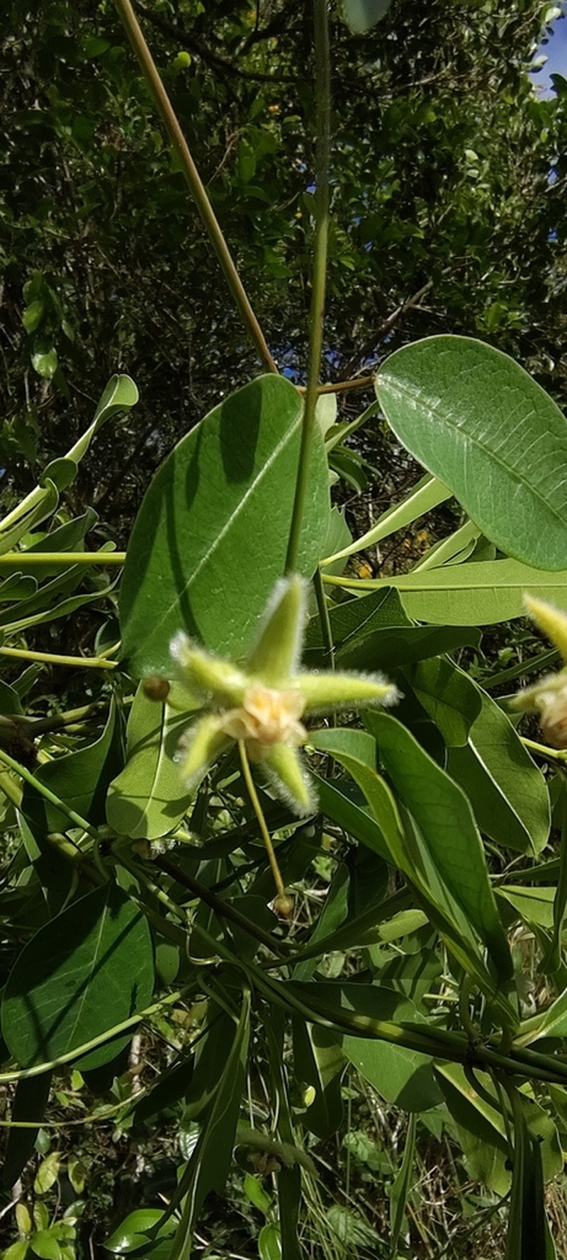 Vailia picta