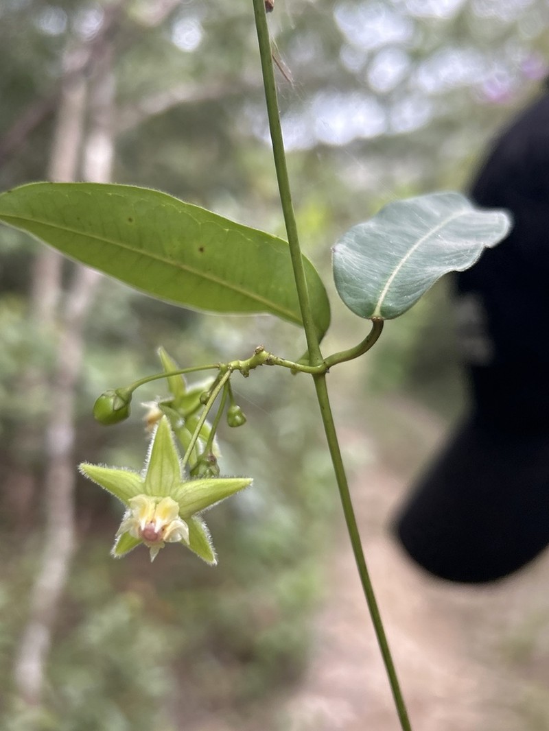 Vailia picta photo 3