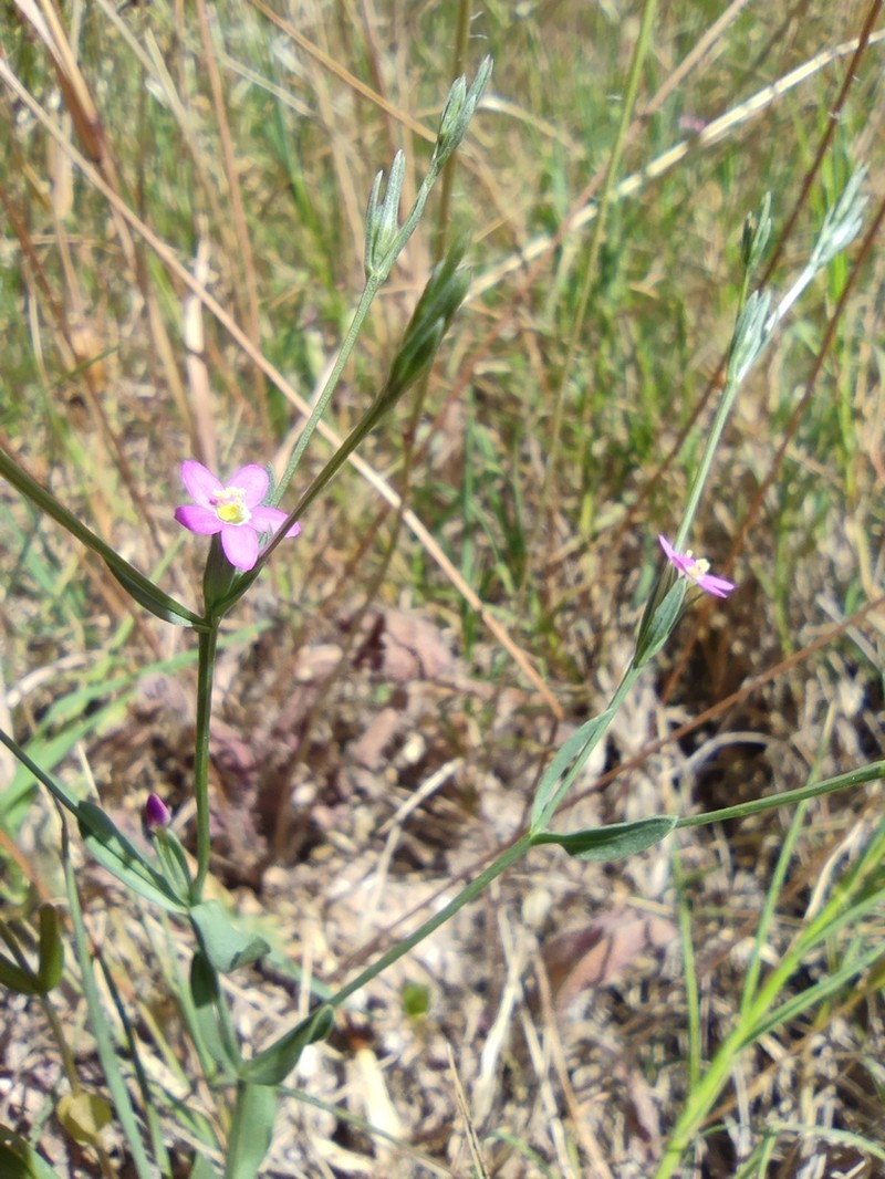 Valdesiana elegans