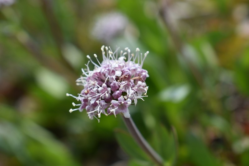 Sharpleaf Valerian