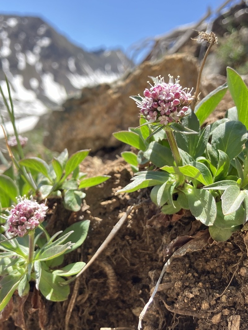 Sharpleaf Valerian photo 2