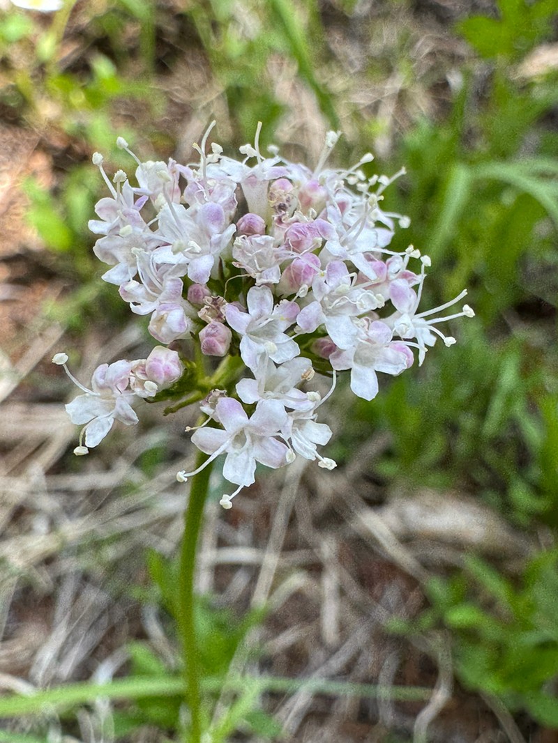 Sharpleaf Valerian photo 4