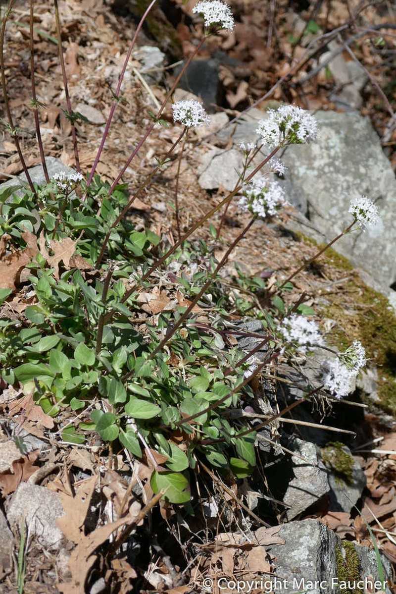 Sharpleaf Valerian photo 5