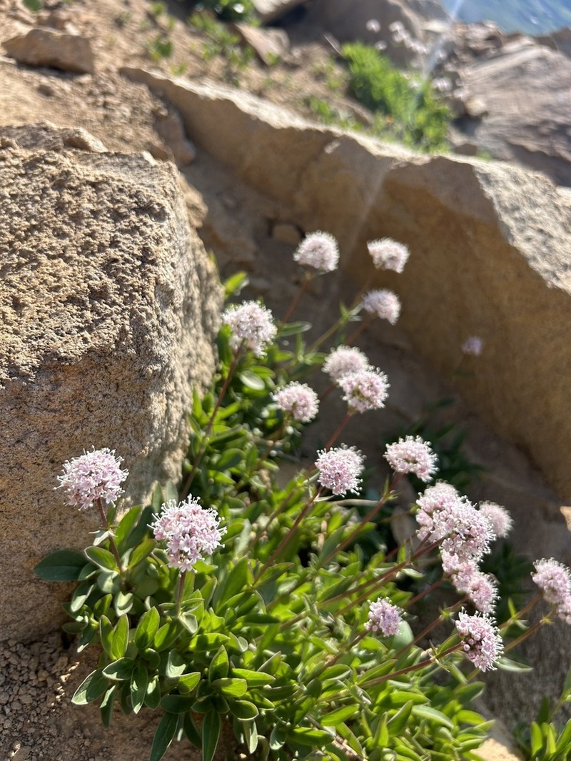 Sharpleaf Valerian photo 6
