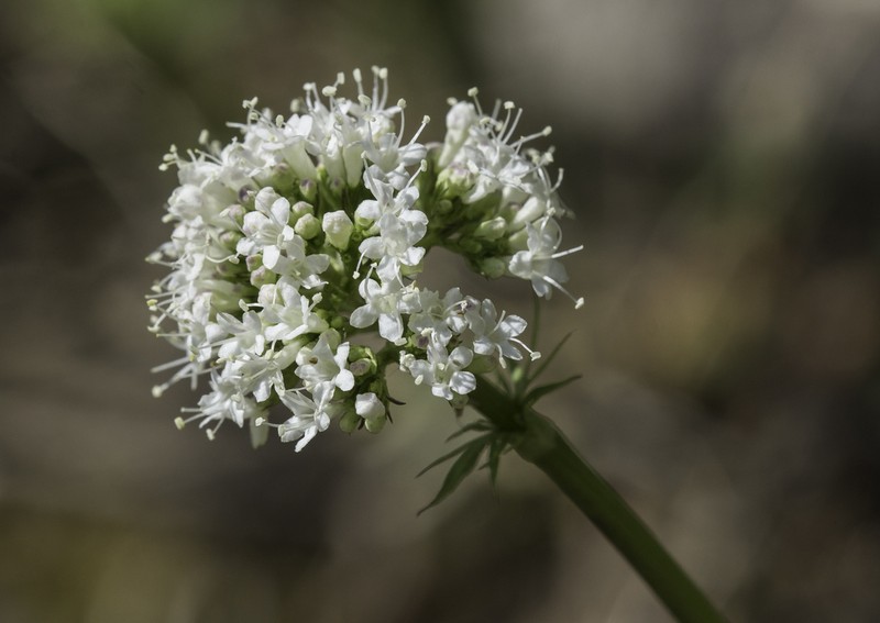 Sharpleaf Valerian photo 7