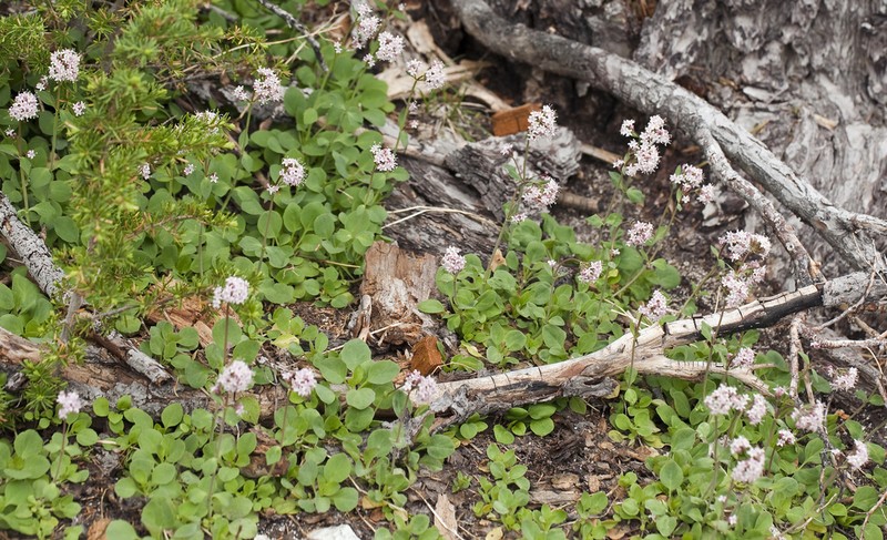 Sharpleaf Valerian photo 8