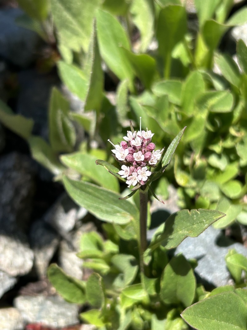 Valeriana acutiloba var. acutiloba