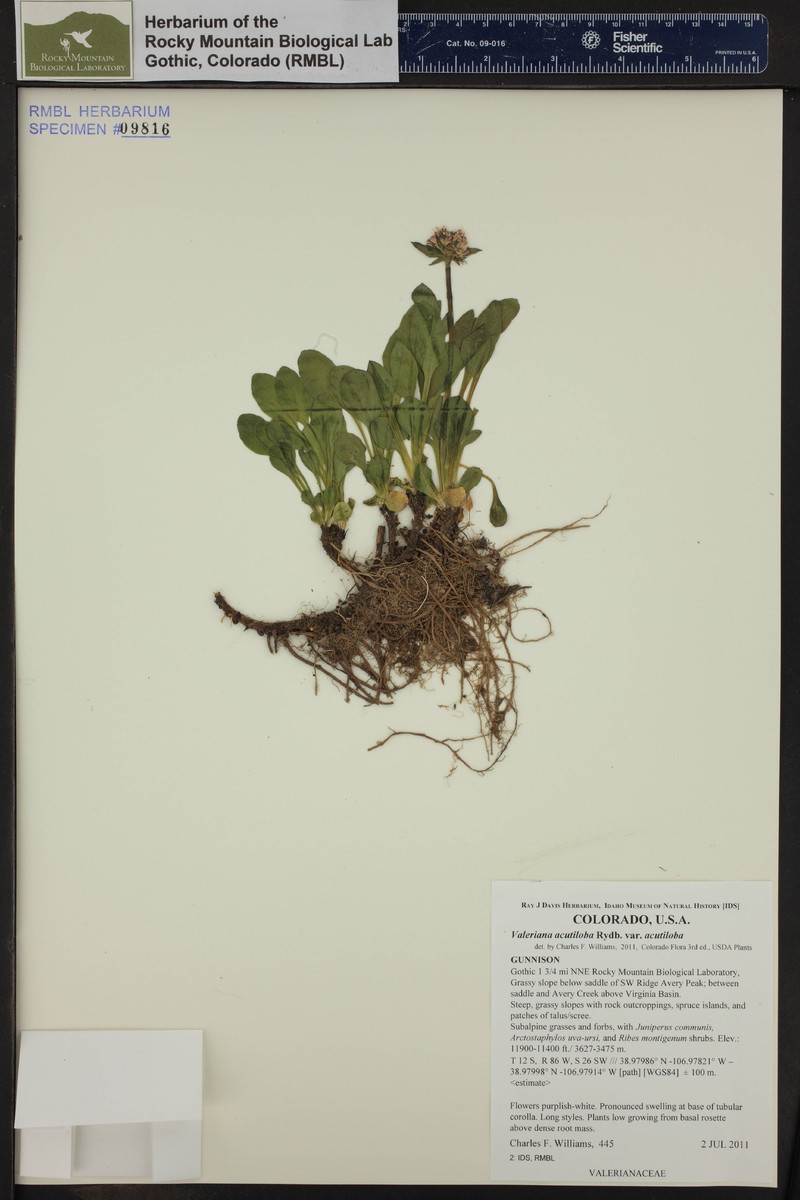 Valeriana acutiloba var. acutiloba photo 2