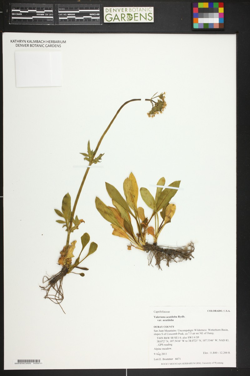 Valeriana acutiloba var. acutiloba photo 3