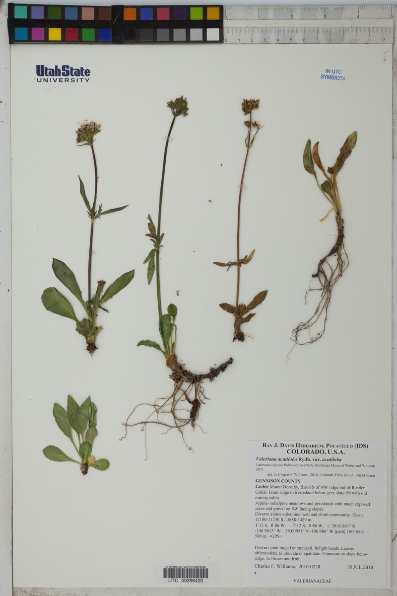 Valeriana acutiloba var. acutiloba photo 4