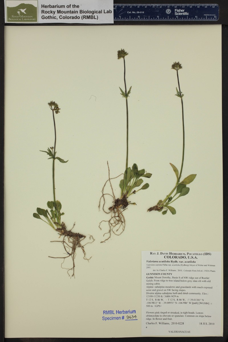 Valeriana acutiloba var. acutiloba photo 5
