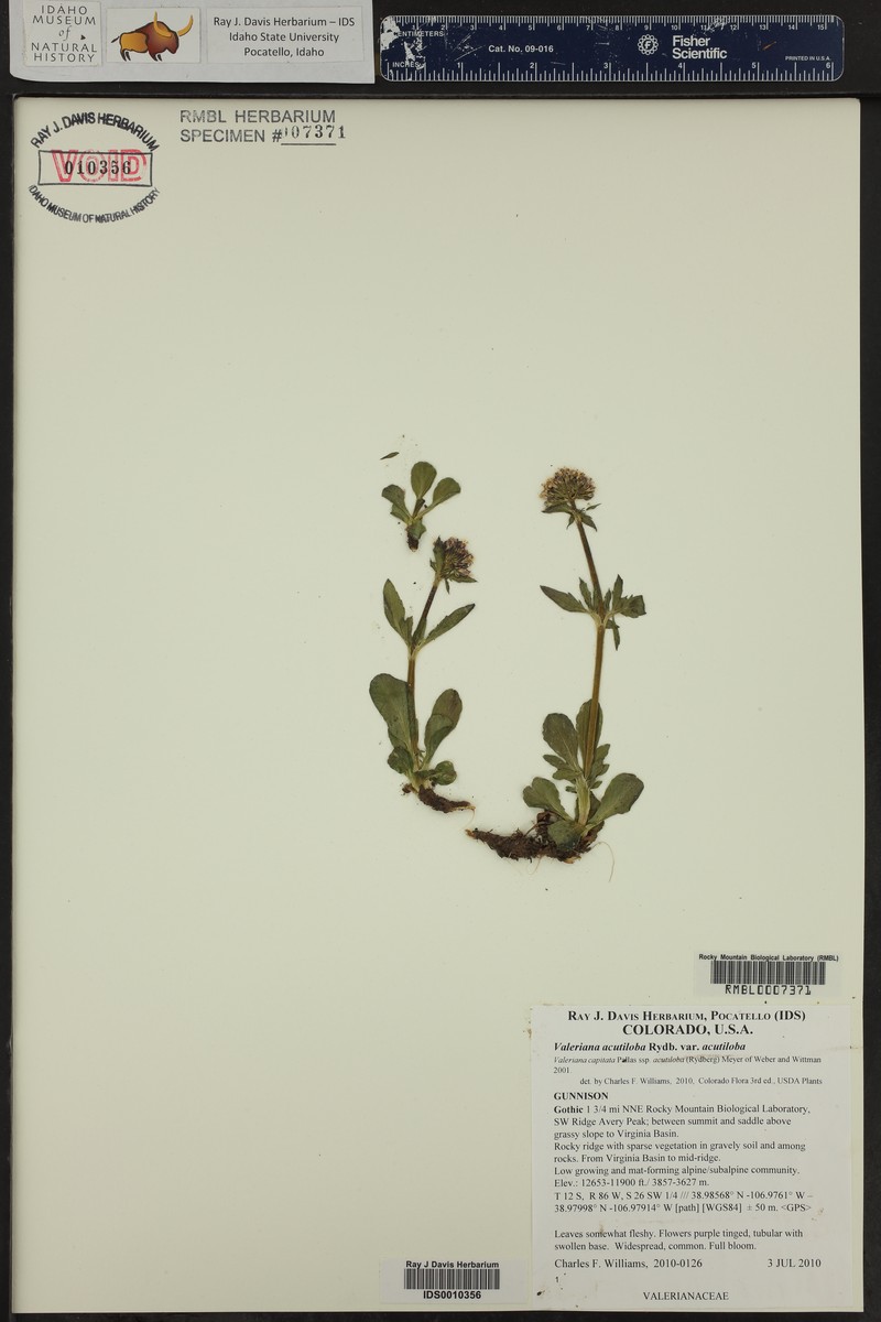 Valeriana acutiloba var. acutiloba photo 6