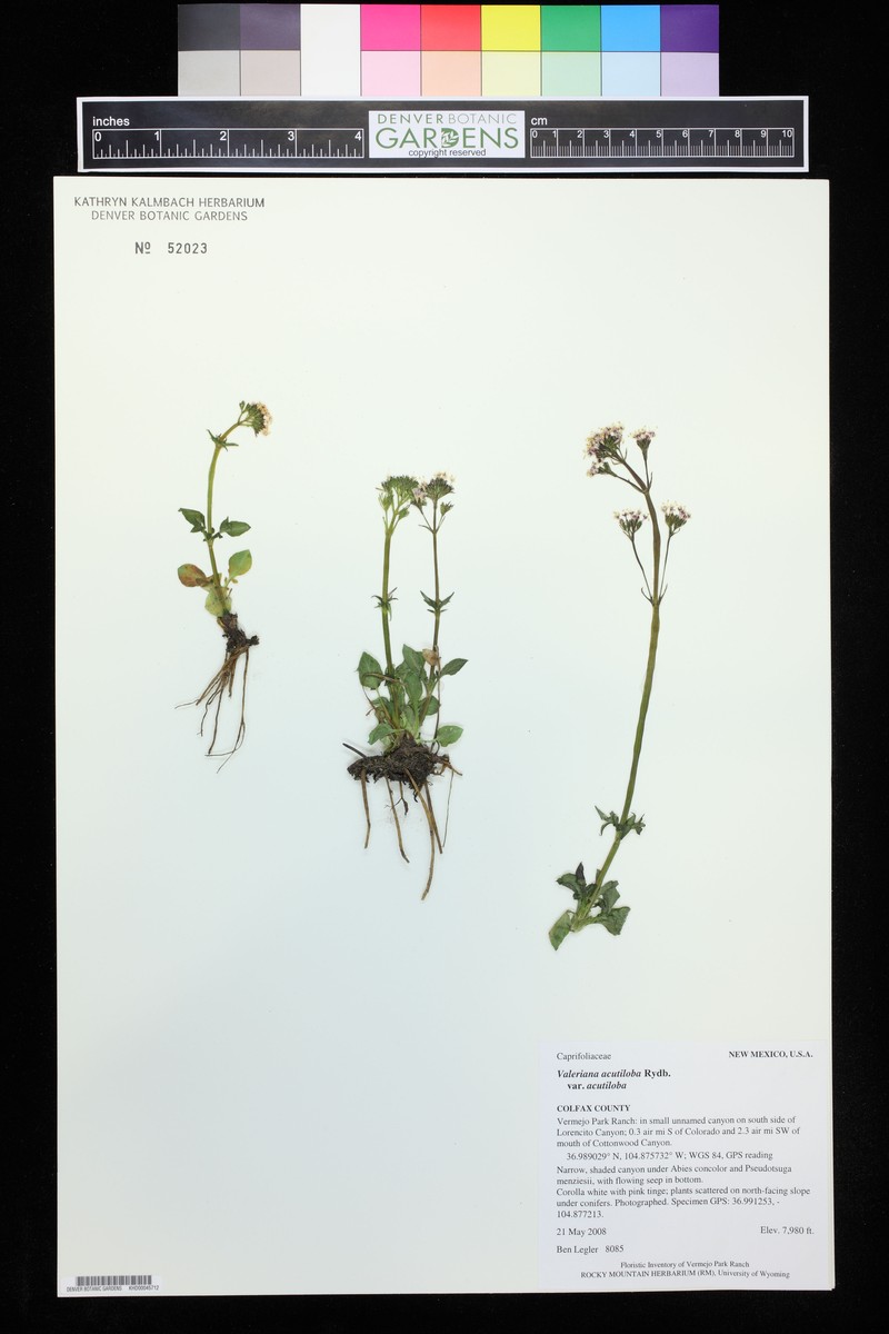 Valeriana acutiloba var. acutiloba photo 7