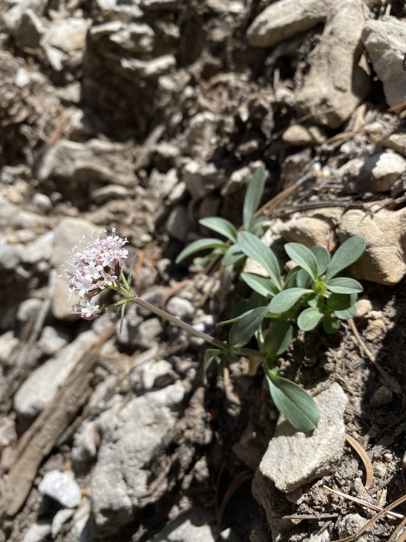 Valeriana acutiloba var. pubicarpa
