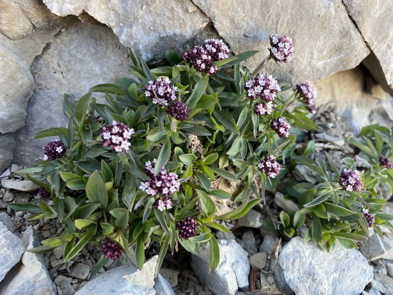 Valeriana acutiloba var. pubicarpa photo 2