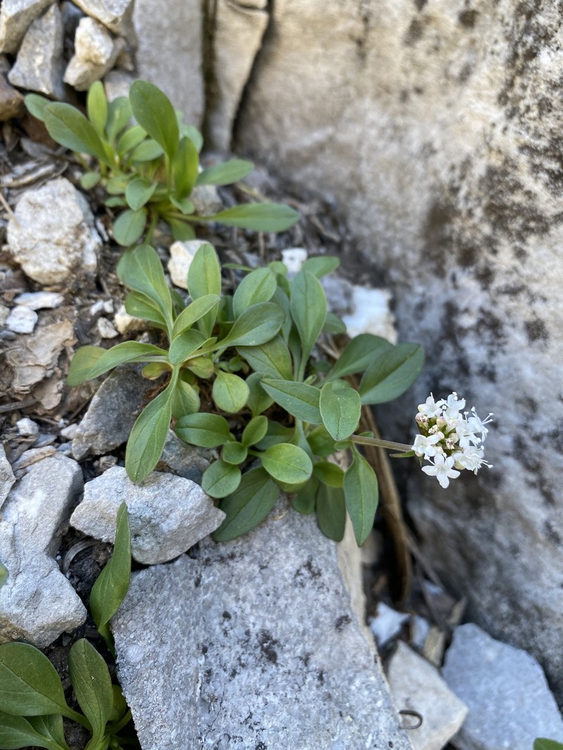 Valeriana acutiloba var. pubicarpa photo 3