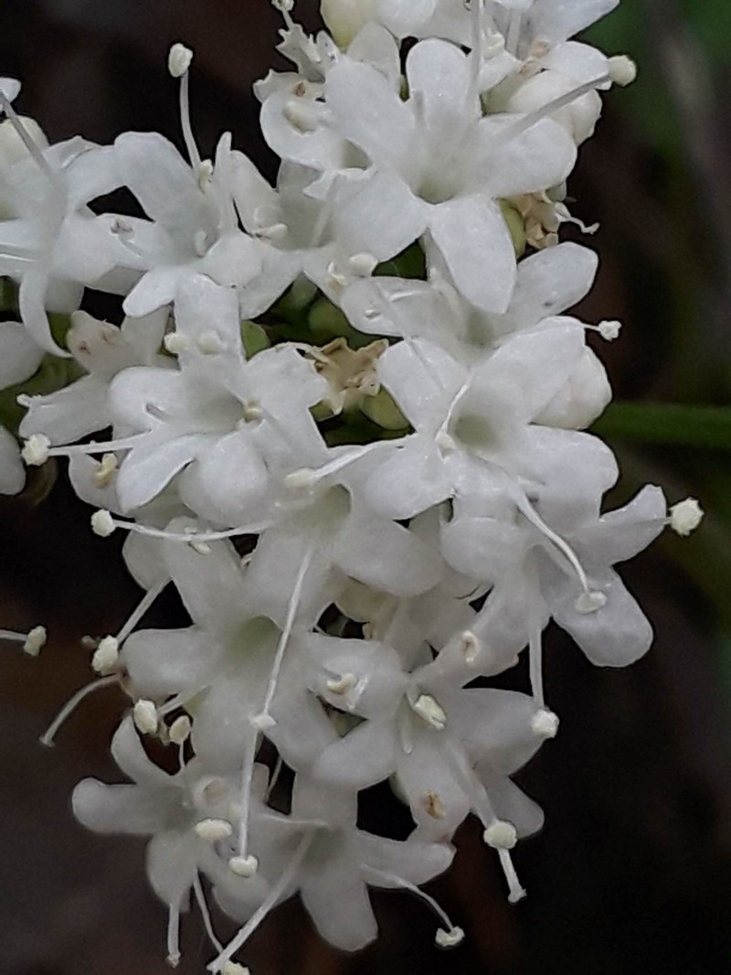 Valeriana acutiloba var. pubicarpa photo 4