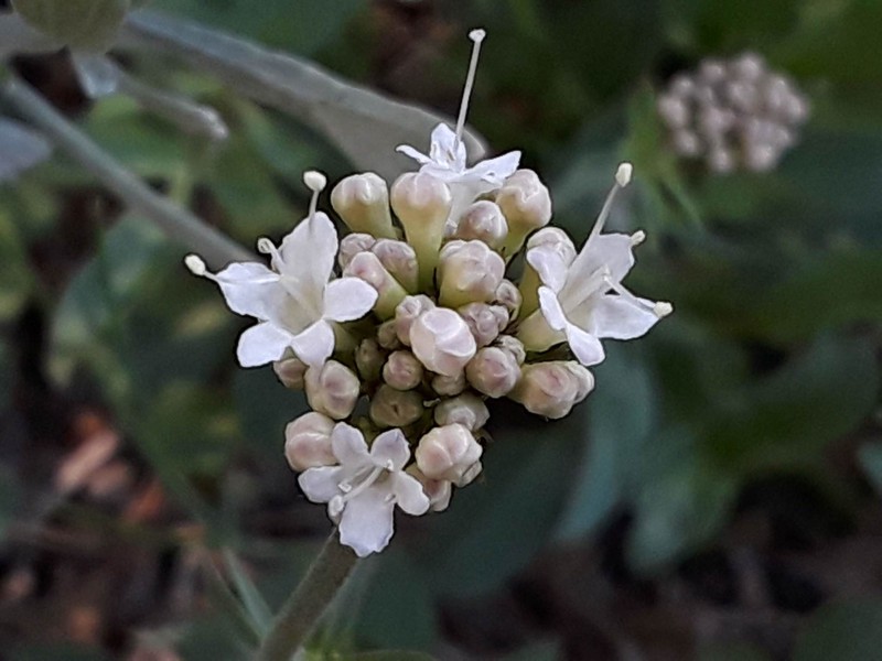 Valeriana acutiloba var. pubicarpa photo 5