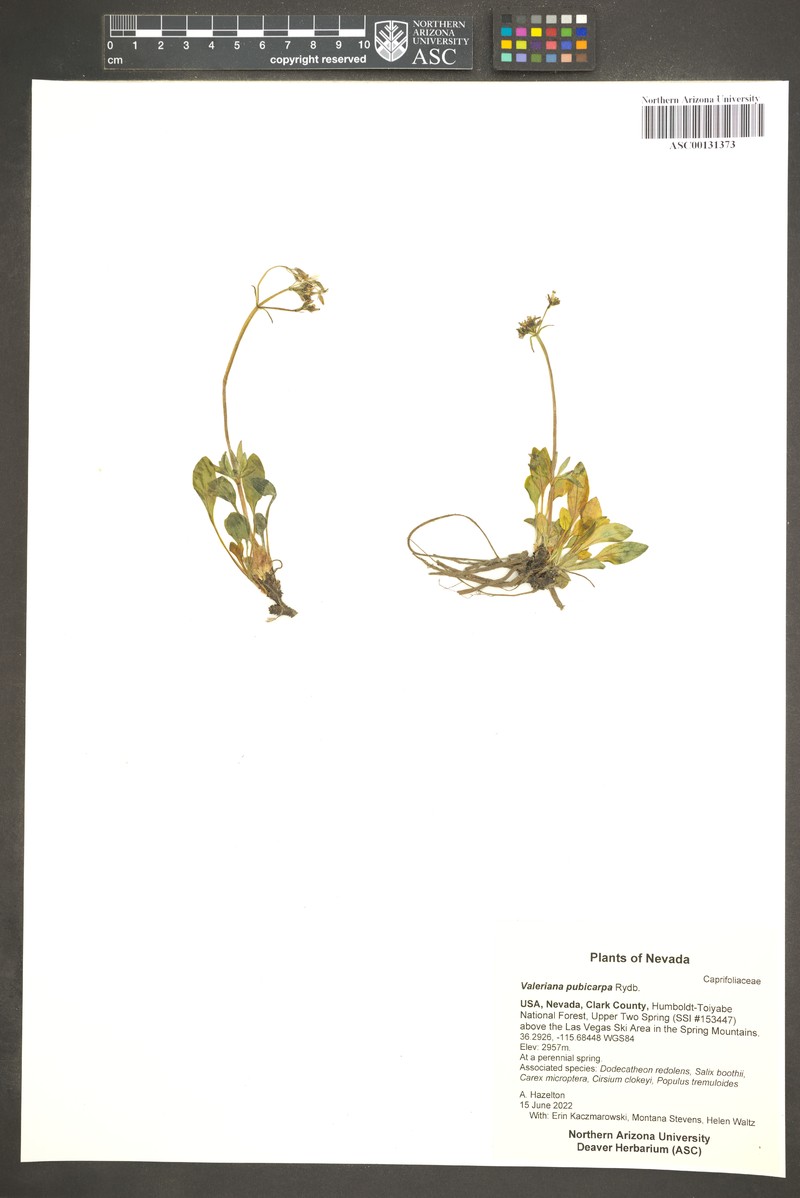 Valeriana acutiloba var. pubicarpa photo 6