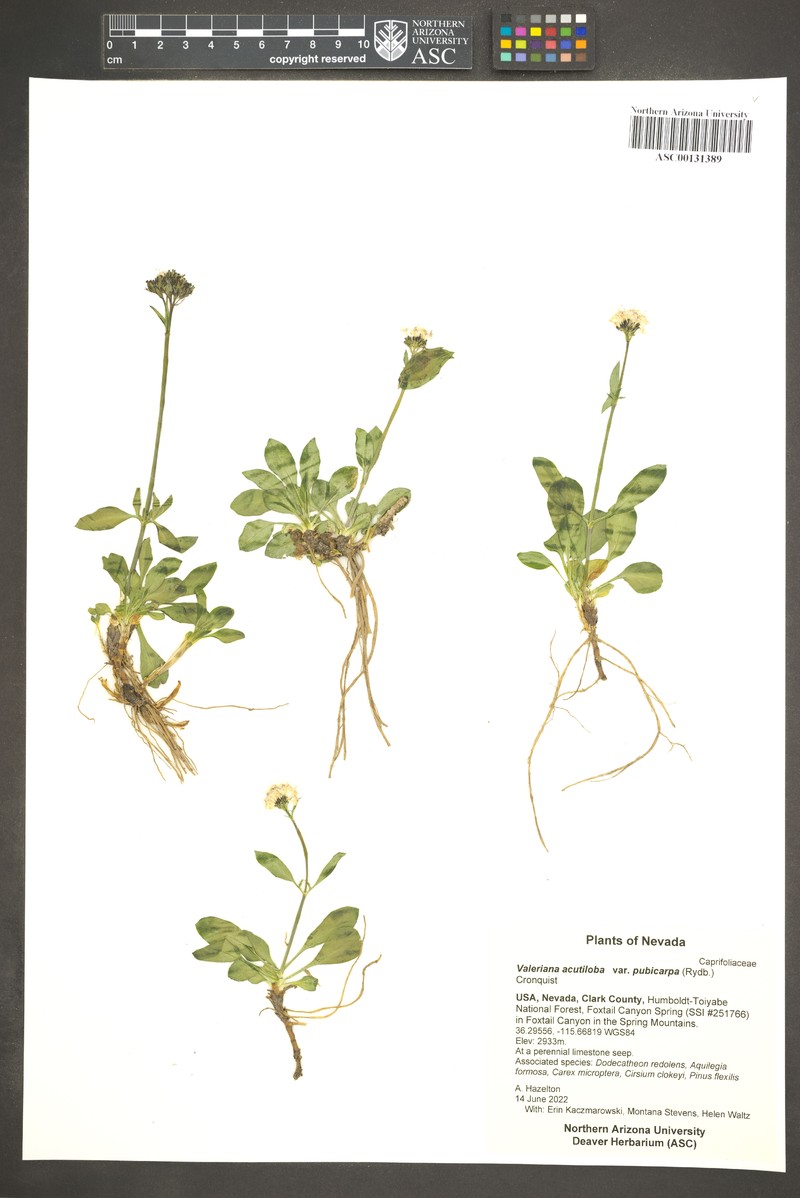 Valeriana acutiloba var. pubicarpa photo 7