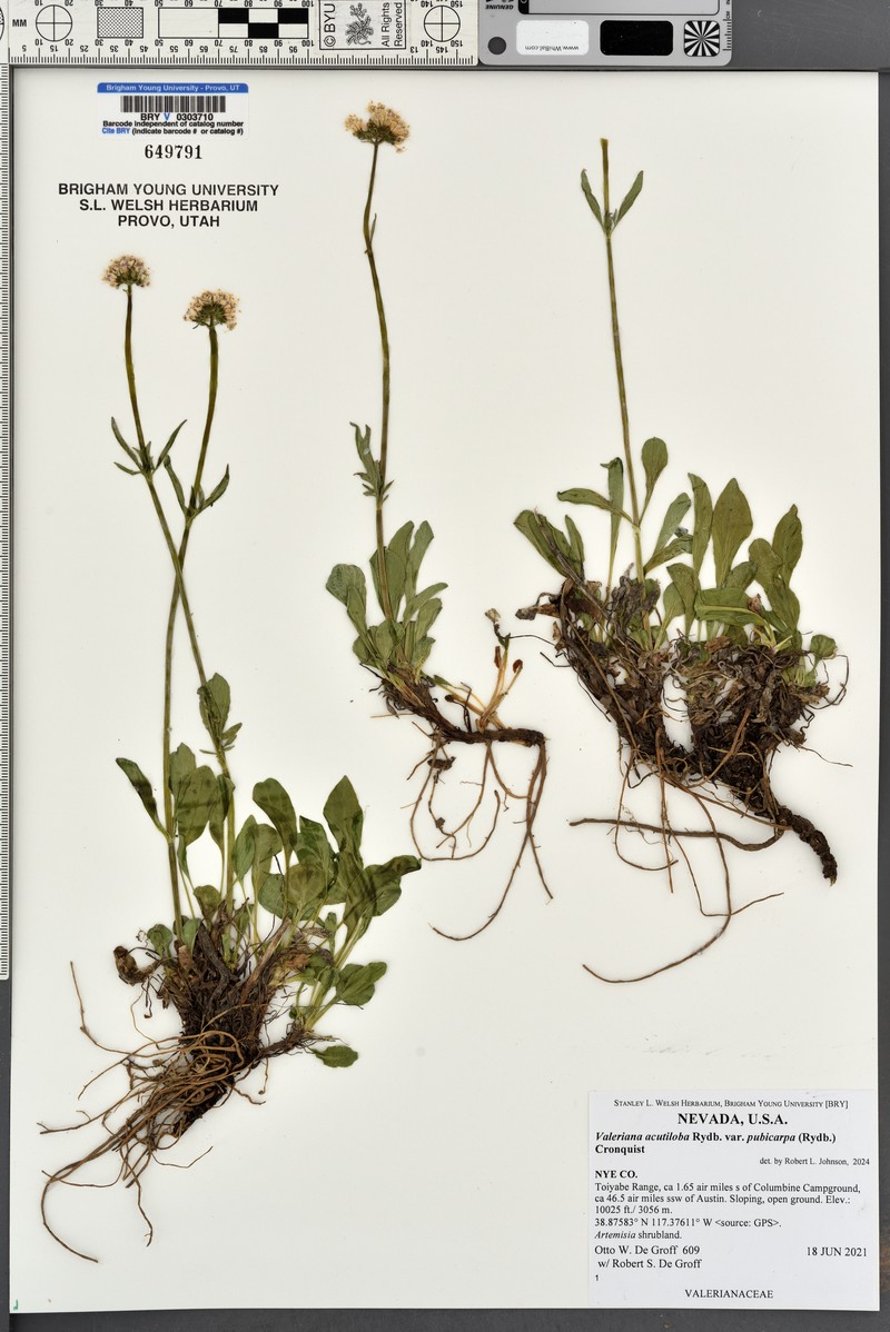 Valeriana acutiloba var. pubicarpa photo 8