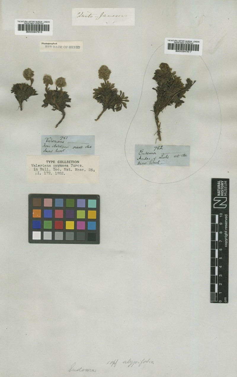 Valeriana alypifolia subsp. alypifolia photo 2