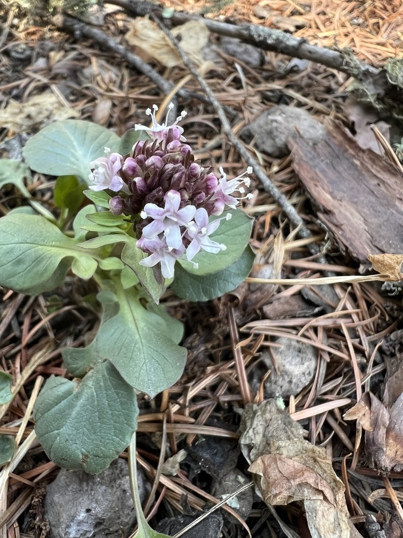Arizona Valerian photo 4