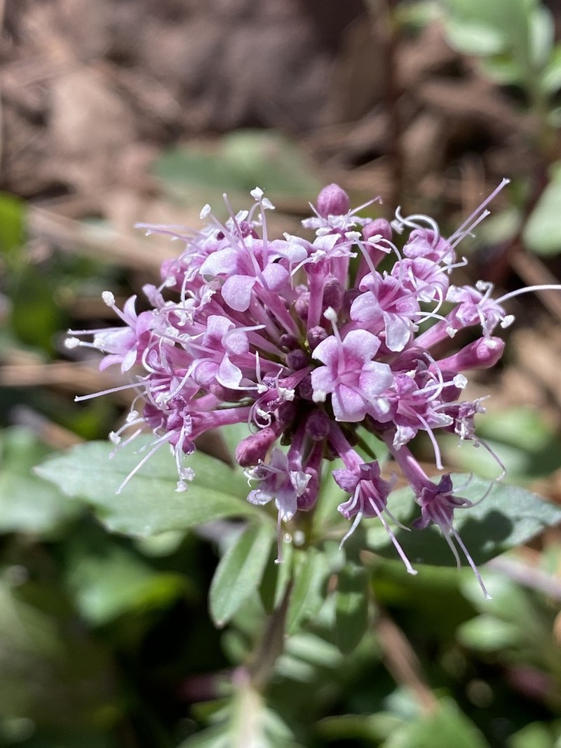 Arizona Valerian photo 5