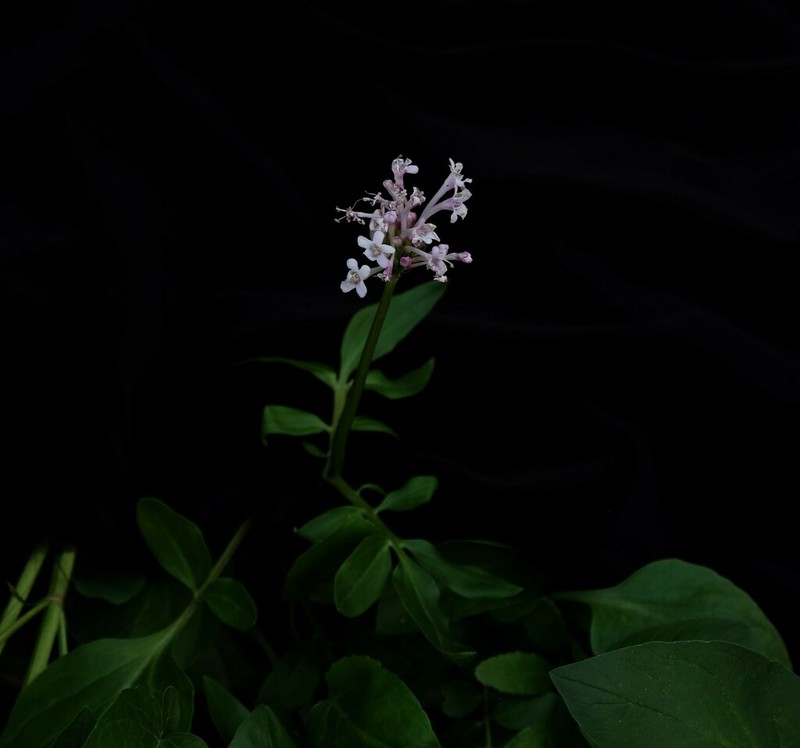 Arizona Valerian photo 6
