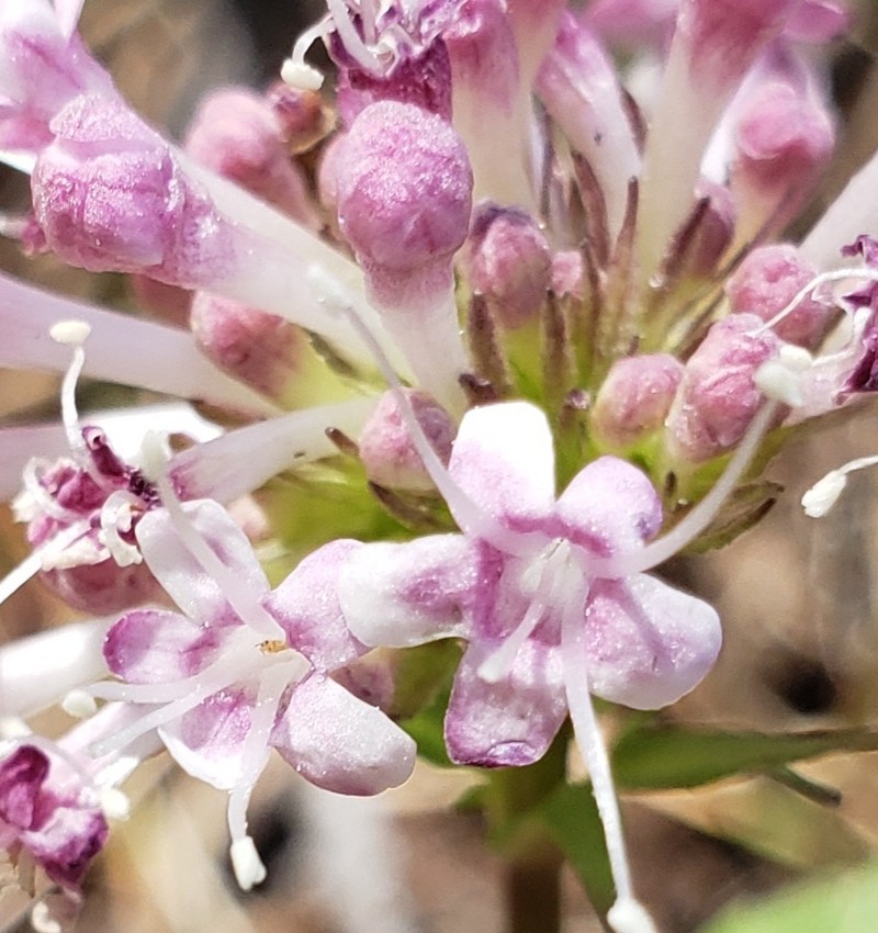 Arizona Valerian photo 7