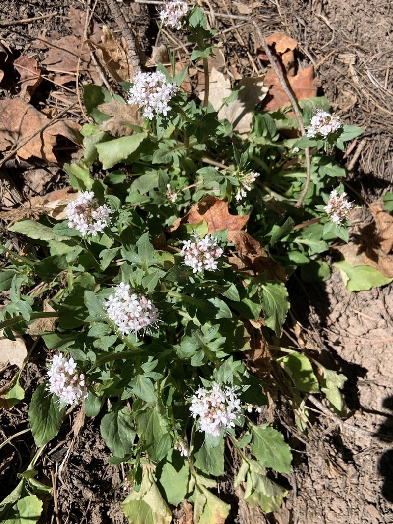 Arizona Valerian photo 8