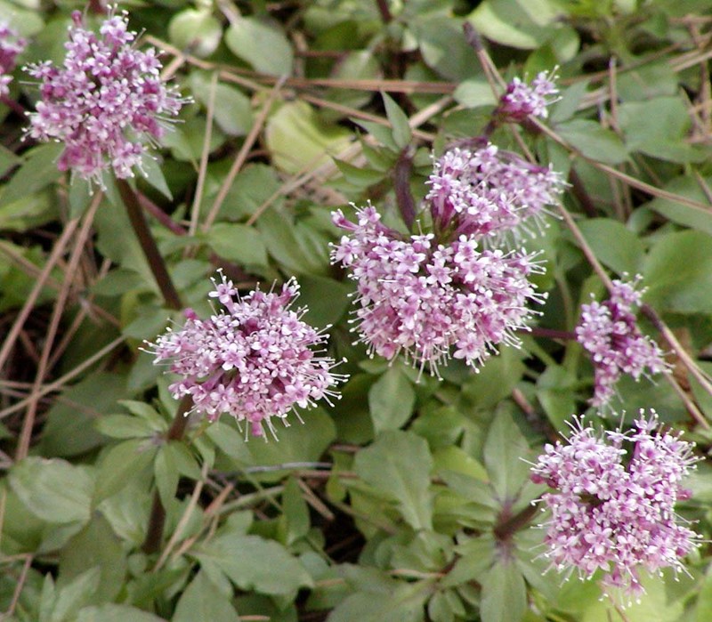 Arizona Valerian