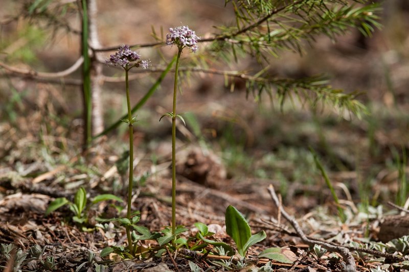 Arizona Valerian photo 6