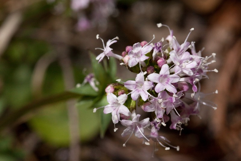 Arizona Valerian photo 4