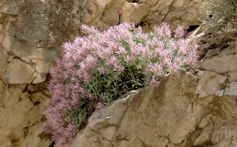 Valeriana battandieri