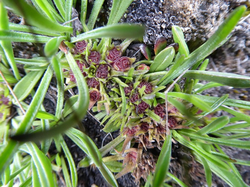 Valeriana belonantha photo 2
