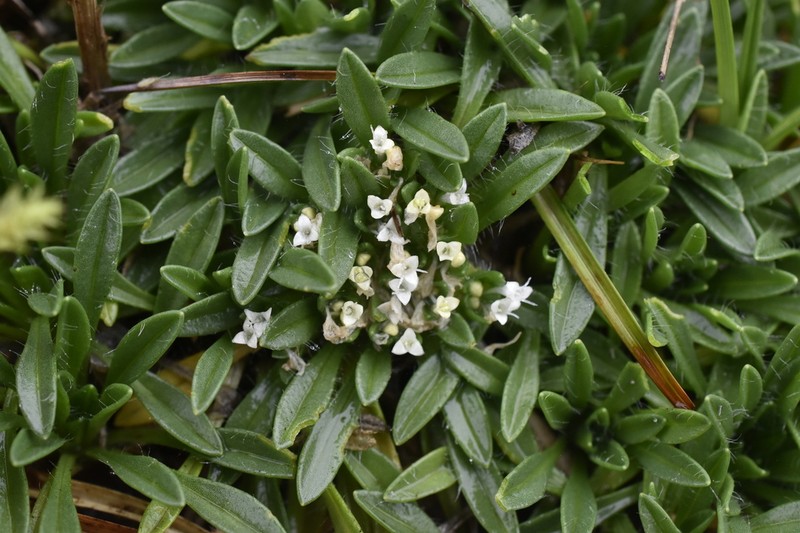 Valeriana belonantha photo 3
