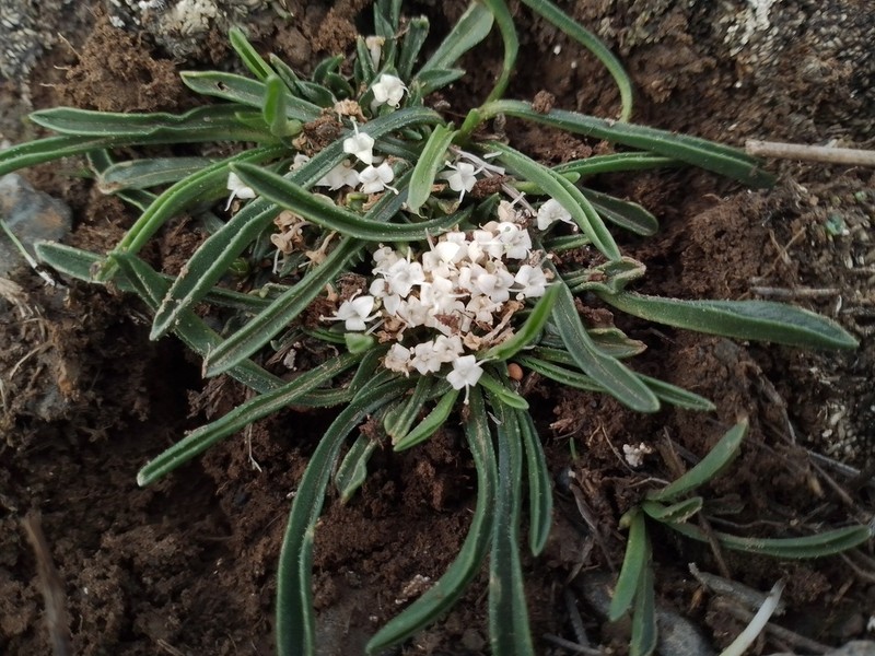 Valeriana belonantha photo 4