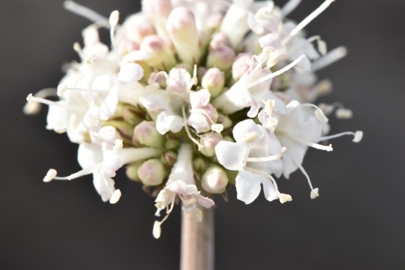California Valerian photo 3