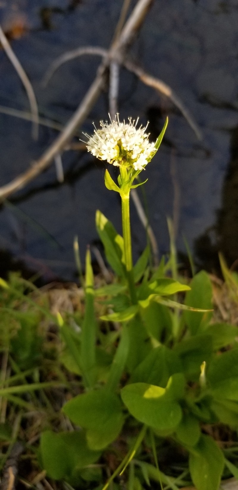 California Valerian photo 4