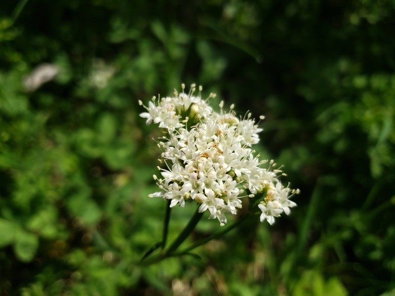 California Valerian photo 5