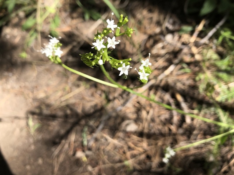 California Valerian photo 6