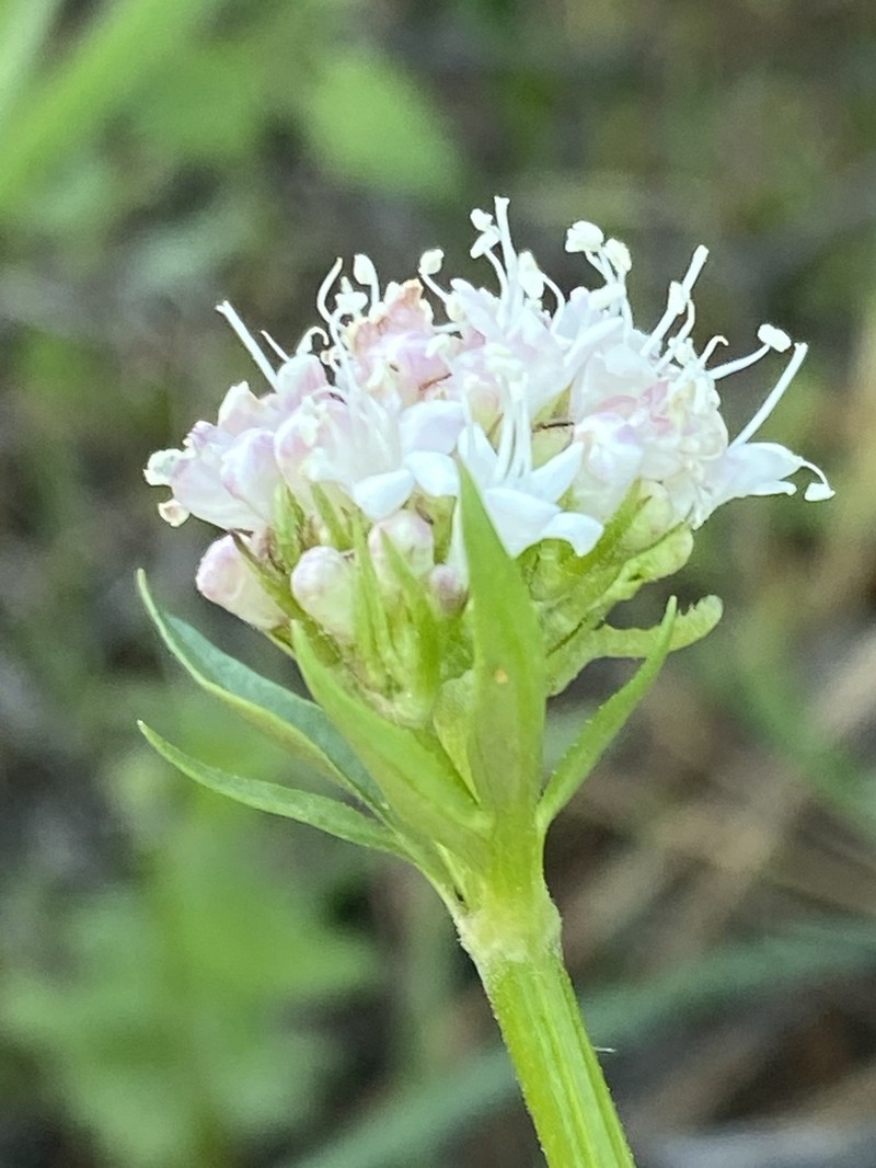 California Valerian photo 7