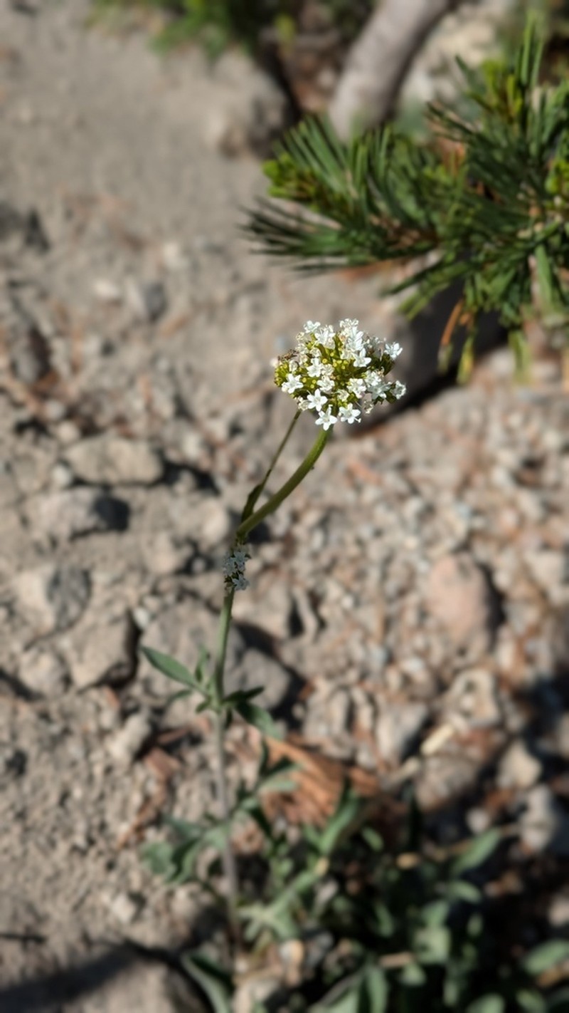 California Valerian photo 8