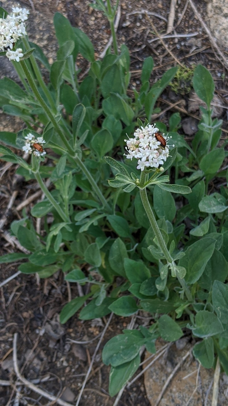 California Valerian