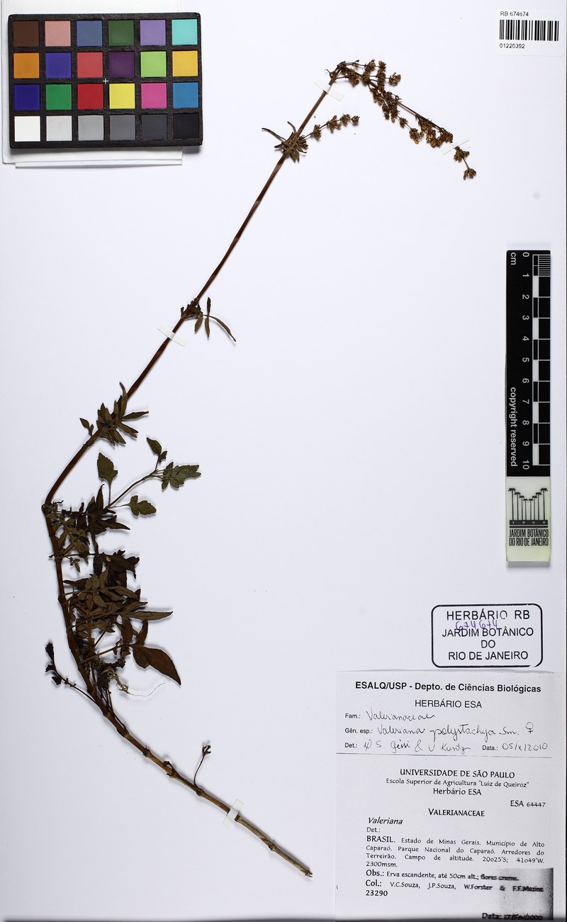 Valeriana caparaoensis